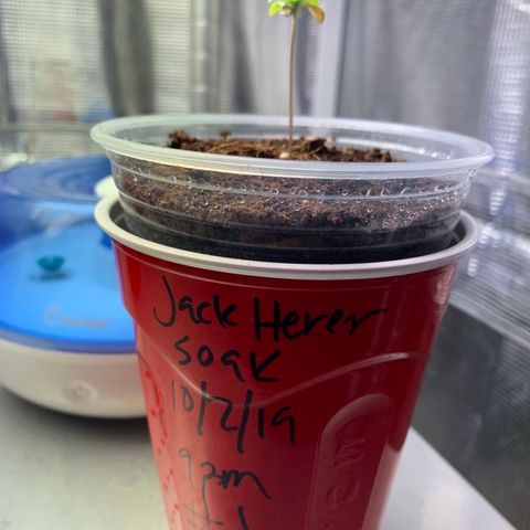 Jack Herer 10/7 #1 growlog photo