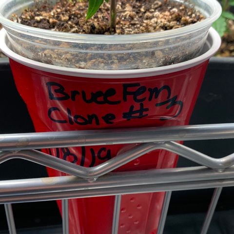 BruceFem growlog timeline photo