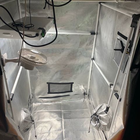 Jack Herer 10/7 #1 growlog photo
