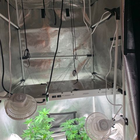Jack Herer 10/7 #1 growlog timeline photo