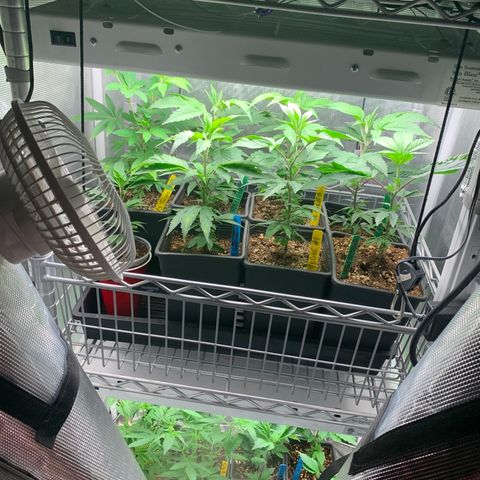 Jack Herer 10/7 #1 growlog timeline photo
