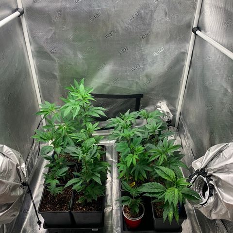 Jack Herer 10/7 #1 growlog timeline photo