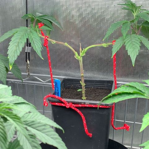 BruceFem growlog photo: BFC #2