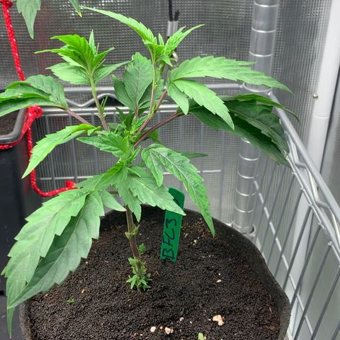 BruceFem growlog photo: BFC #3