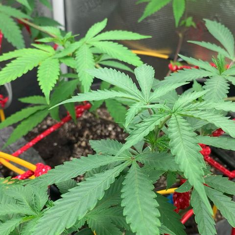 Jack Herer 10/7 #1 growlog timeline photo