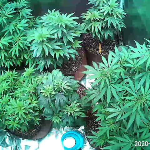 Jack Herer 10/7 #1 growlog timeline photo