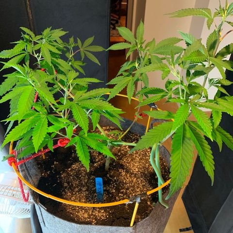 Jack Herer 10/7 #1 growlog photo: before and after trim 