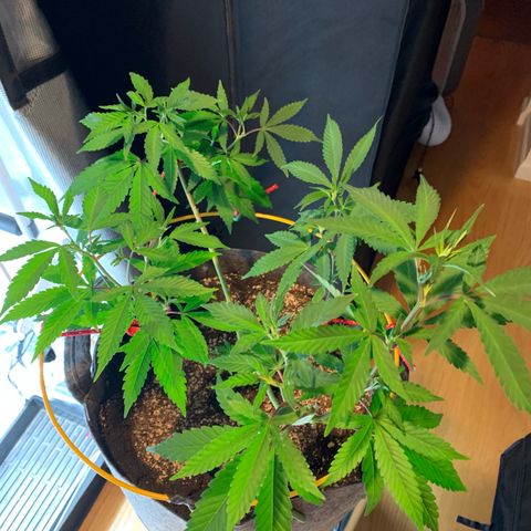 Jack Herer 10/7 #1 growlog photo: before and after trim 