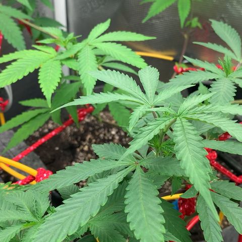 Jack Herer 10/7 #1 growlog timeline photo