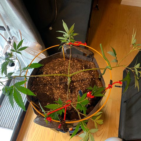 Jack Herer 10/7 #1 growlog photo: before and after trim 