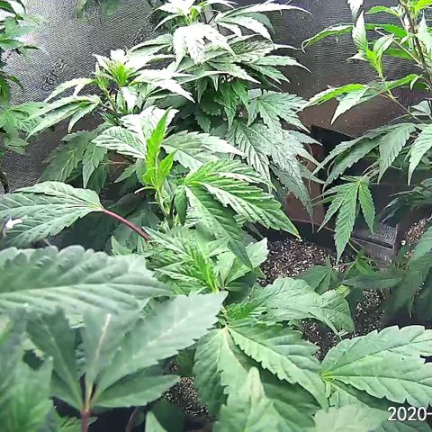 BruceFem growlog timeline photo