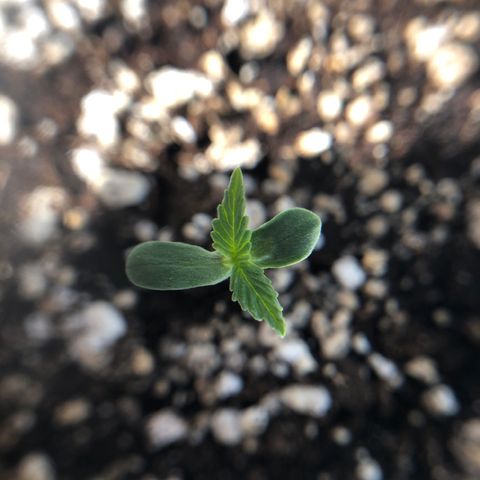 Royal Haze Automatic growlog photo: 1,5 days after helmet removal