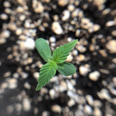 Royal Haze Automatic growlog timeline photo
