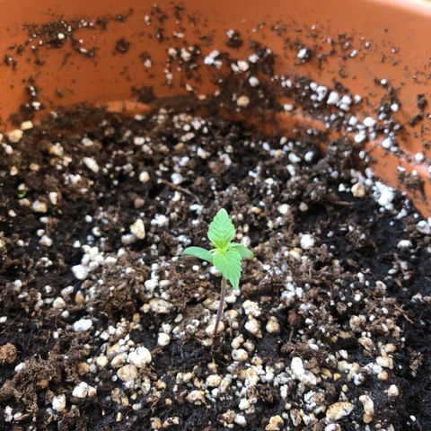 Royal Haze Automatic growlog timeline photo