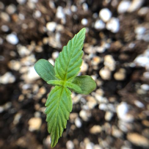 Royal Haze Automatic growlog timeline photo