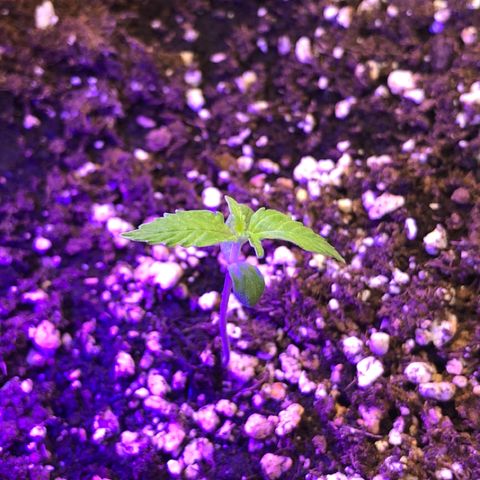 Royal Haze Automatic growlog timeline photo