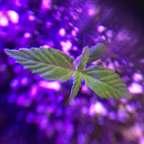 Royal Haze Automatic growlog timeline photo