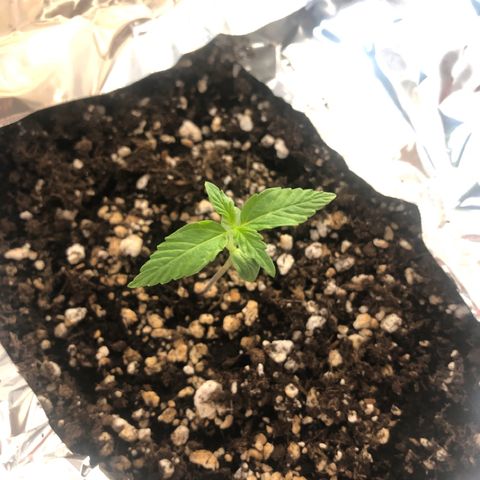 Royal Haze Automatic growlog timeline photo