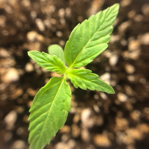 Royal Haze Automatic growlog timeline photo