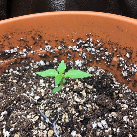 Royal Haze Automatic growlog timeline photo