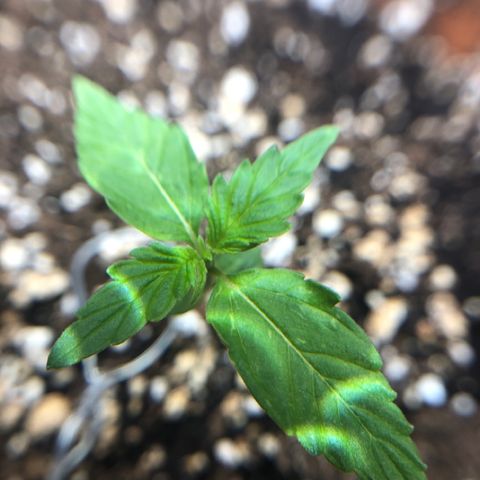 Royal Haze Automatic growlog timeline photo