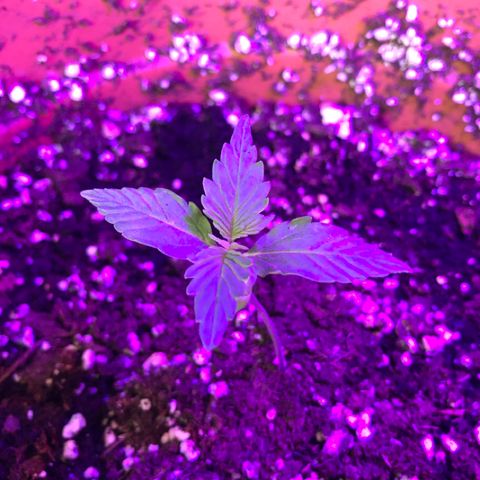 Royal Haze Automatic growlog timeline photo