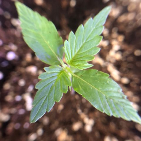 Royal Haze Automatic growlog timeline photo