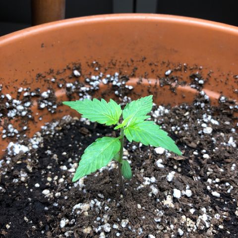Royal Haze Automatic growlog timeline photo