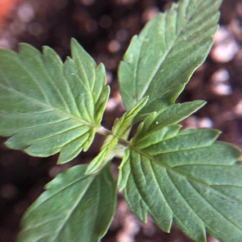 Royal Haze Automatic growlog timeline photo
