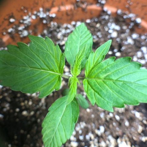 Royal Haze Automatic growlog photo: Duck foot?
