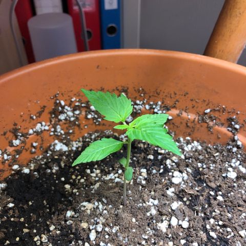 Royal Haze Automatic growlog photo: Duck foot?