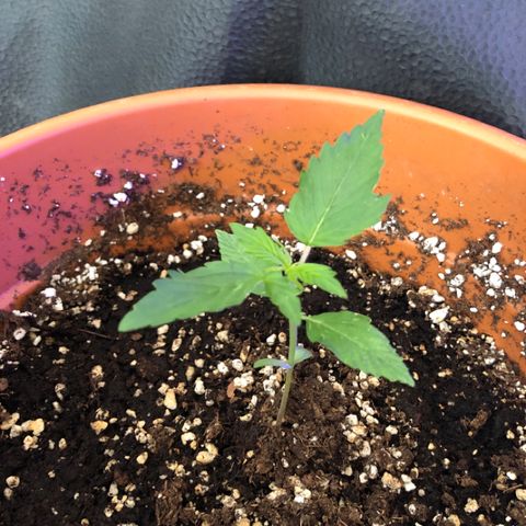 Royal Haze Automatic growlog timeline photo