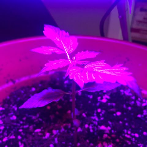Royal Haze Automatic growlog timeline photo