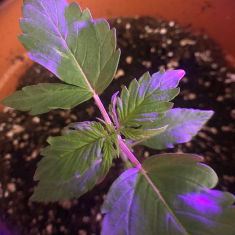 Royal Haze Automatic growlog timeline photo
