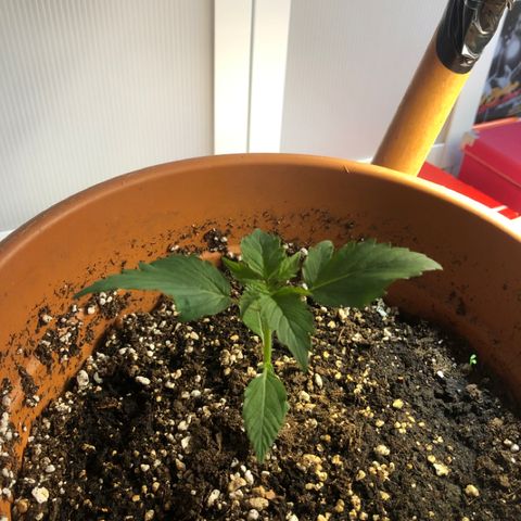 Royal Haze Automatic growlog timeline photo