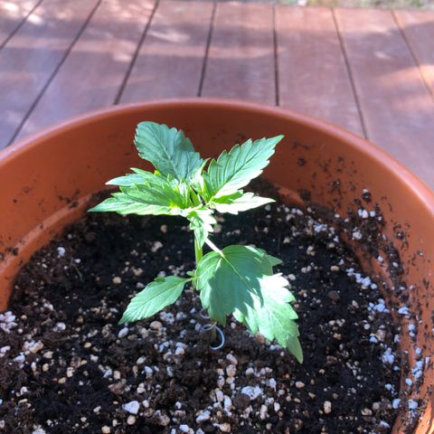 Royal Haze Automatic growlog timeline photo