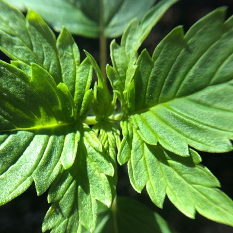 Royal Haze Automatic growlog timeline photo