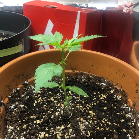 Royal Haze Automatic growlog timeline photo