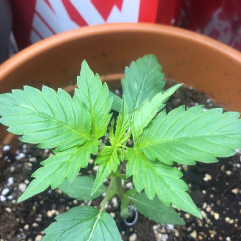 Royal Haze Automatic growlog timeline photo