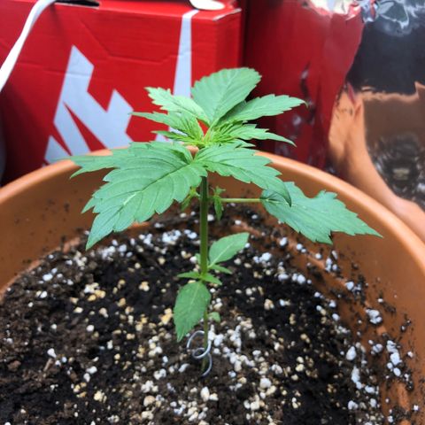 Royal Haze Automatic growlog timeline photo