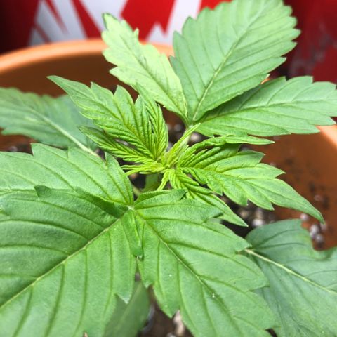 Royal Haze Automatic growlog timeline photo