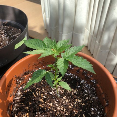Royal Haze Automatic growlog timeline photo