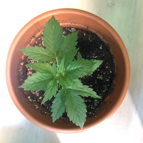Royal Haze Automatic growlog timeline photo