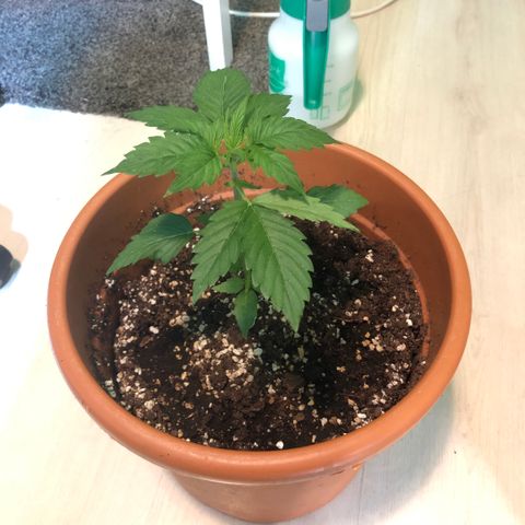 Royal Haze Automatic growlog timeline photo