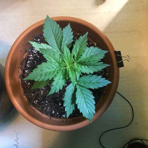 Royal Haze Automatic growlog photo: Day 1 of LST