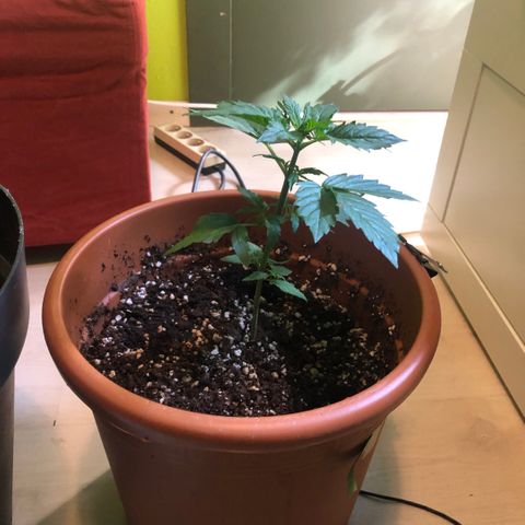 Royal Haze Automatic growlog timeline photo