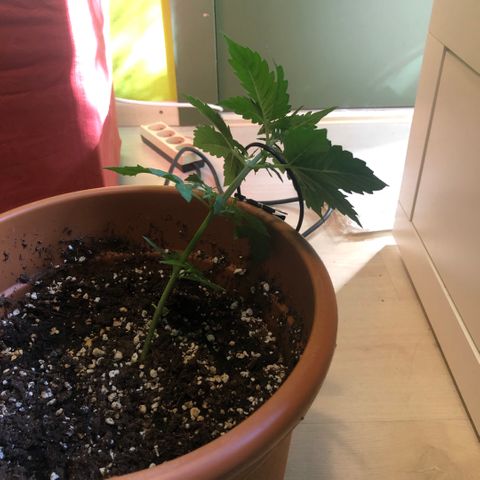 Royal Haze Automatic growlog photo: Day 1 of LST