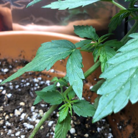 Royal Haze Automatic growlog photo: 1 day after LST