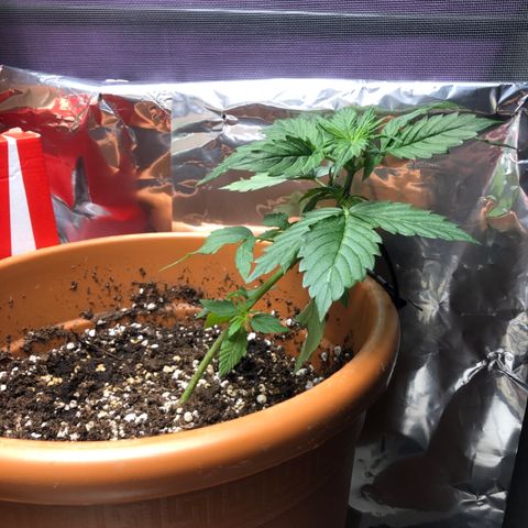 Royal Haze Automatic growlog photo: 1 day after LST