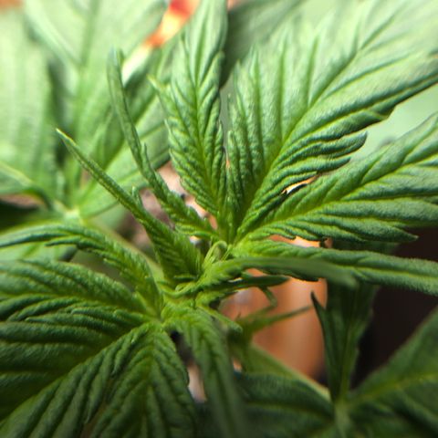Royal Haze Automatic growlog photo: 1 day after LST